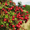 Crataegus monogyna Bare Roots - 120/150cm