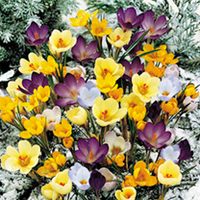 Crocus Botanical Bulbs - Mix