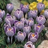 Crocus Bulbs - Pickwick