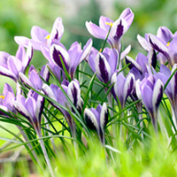 Crocus Bulbs - Spring Beauty
