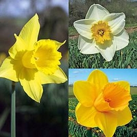 Plants & Plant Care  - Daffodil (Cornish) Bulbs - Continuity Collection
