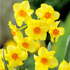 Daffodil (Cornish) Bulbs - Martinette