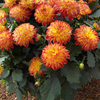 Dahlia Plants - hypnotica Tequila Sunrise