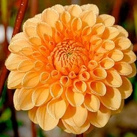 Dahlia Sylvia