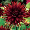 Dahlia Tubers - African Garden