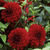 Dahlia Tubers - Arabian Night