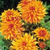 Dahlia Tubers - Autumn Fairy