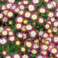 Delosperma Plant - Ruby
