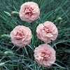 Dianthus (Pinks) Doris