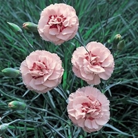Dianthus (Pinks) Doris