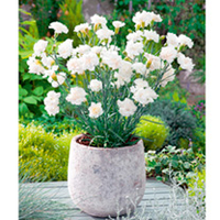 Dianthus Plant - Memories