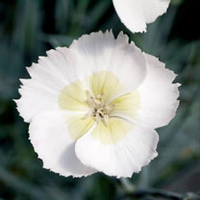 Dianthus Plant - Mojito