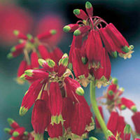 Dichelostemma Bulbs - Ida-Mia 