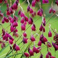 Dierama Plant Collection