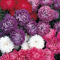 Dobies Value Flower Seed Collection - Rainbow