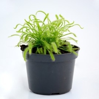 Drosera (Capensis)