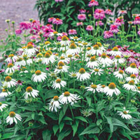 Echinacea Seeds - Sundress