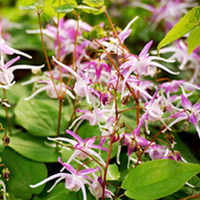 Epimedium Plants - Twin Pack