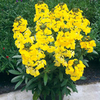 Erysimum Plant - Fragrant Sunshine