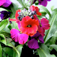 Erysimum Plant - Red Jep