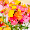 Erysimum Plant - Winter Party