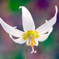 Erythronium Bare Roots - Collection