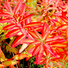 Euphorbia Plant - Fireglow