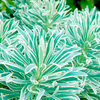 Euphorbia Plant - Glacier Blue