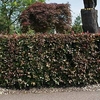 Fagus Atropurpurea (Purple Beech) Plant - 2L Value Hedging Range