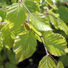 Fagus Sylvatica Bare Roots - 120/150cm