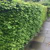 Fagus sylvatica (Green Beech) Plant - 2L Value Hedging Range