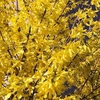 Forsythia Plant - Weekend