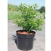 Forsythia vir. Plant - Citrus Swizzle®