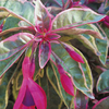 Fuchsia Plant - Tom West