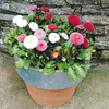 Garden Ready Lucky Dip Plants