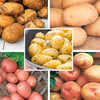 Garden Seed Potato Collection