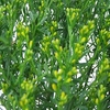 Genista lydia Plant