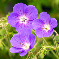 Geranium Plant - Brookside