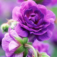 Geranium Plant - himalayense Plenum