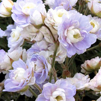 Geranium Plant - pratense Summer Skies