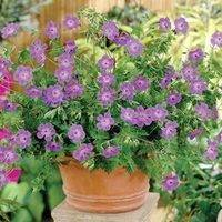 Geranium Plant - Rozanne