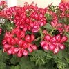 Geranium Plants - Mexica Ruby