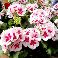 Geranium Plants - White Splash