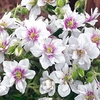 Geranium pratense Plant - Double Jewel