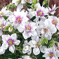 Geranium pratense Plant - Double Jewel