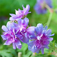 Geranium pratense Plant - Plenum Caeruleum