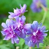 Geranium pratense Plant - Plenum Caeruleum