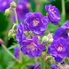 Geranium pratense Plant - Plenum Violaceum