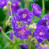 Geranium pratense Plant - Plenum Violaceum