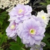 Geranium pratense Plant - Summer Skies